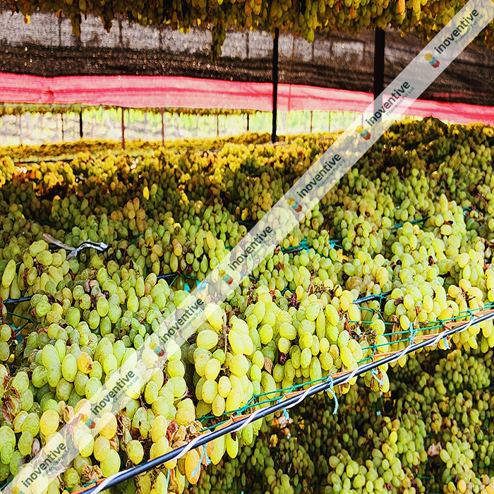 Agrosia Agriculture Wires: Revolutionizing Baidana for Raisin Production